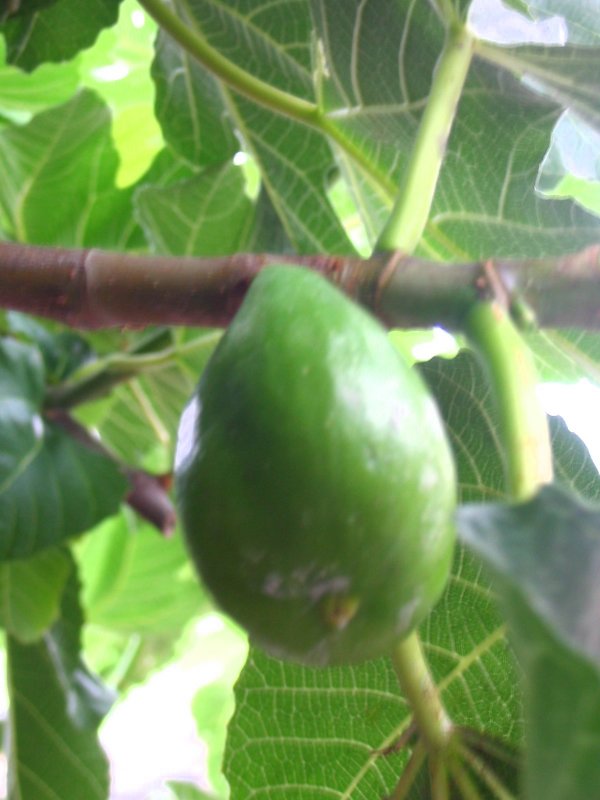 Fig
