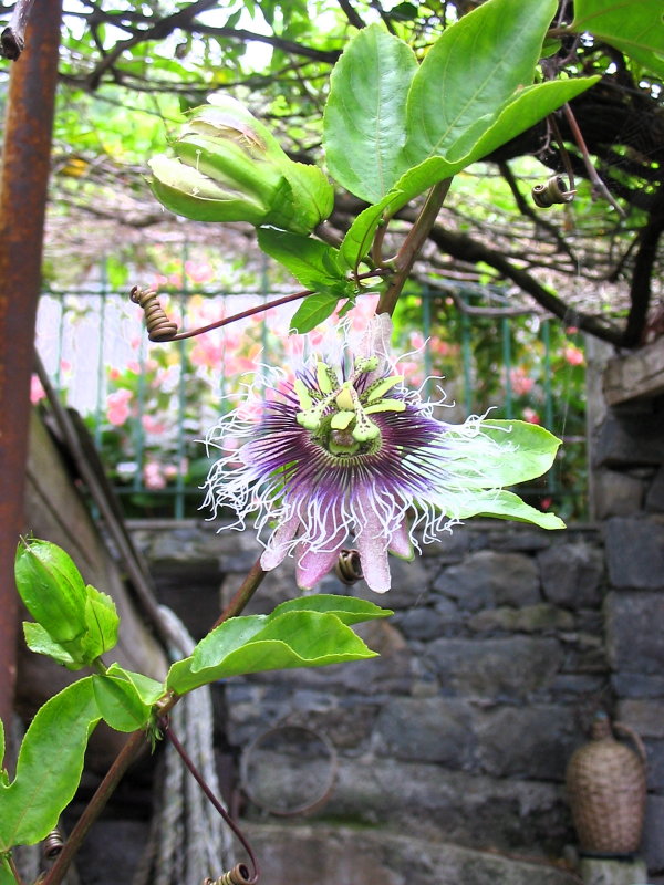Passion flower