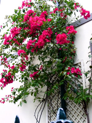 Bougainvillae