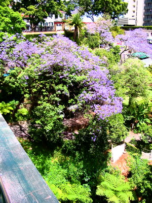 Jacaranda