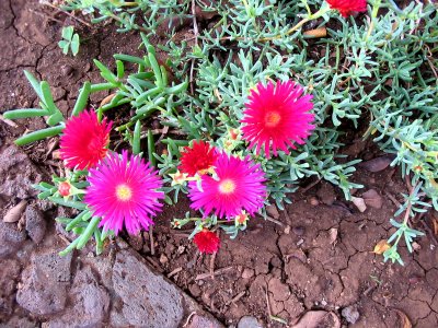 Portulaca