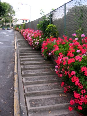 Geraniums along hotel driveway