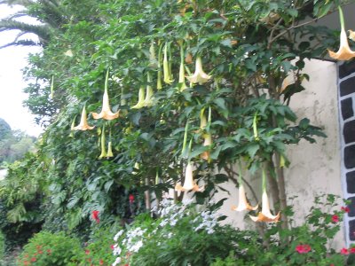 Jardim