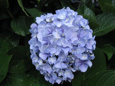 Hydrangea