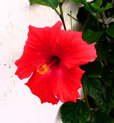 Hibiscus