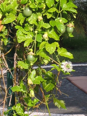 Passion fruit