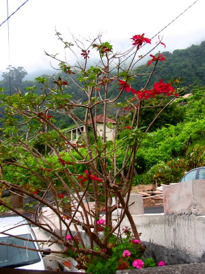 Poinsettia Tree