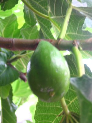 Fig