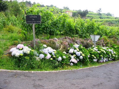 Hydrangea