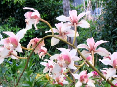 Orchids