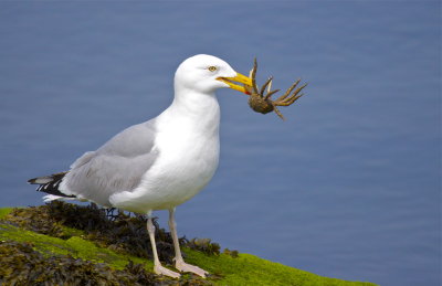 Seagull with a stone crab