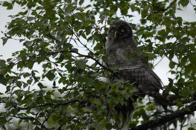 Great Grey Owl, juvenile (no 2)