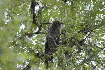 Great Grey Owl, juvenile (no 1)