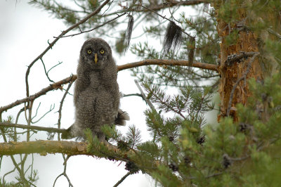 Great Grey Owl, juvenile (no 3)