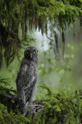 Great Grey Owl, juvenile (no 4)