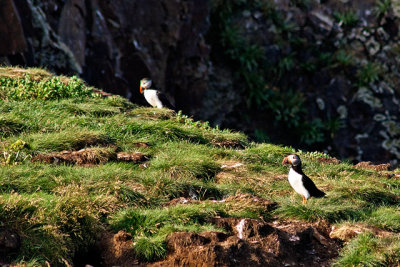 Atlantic Puffins