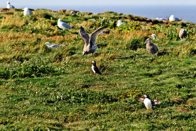 Atlantic puffins & seagulls