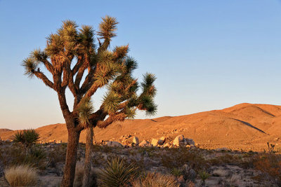 Joshua Tree