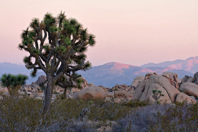 Joshua Tree