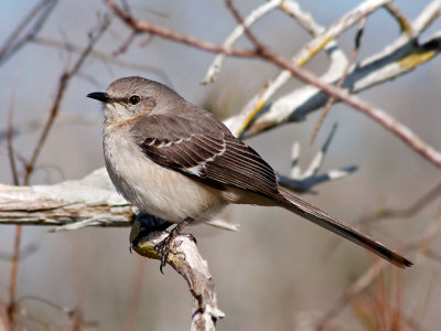 Northern Mockingbird