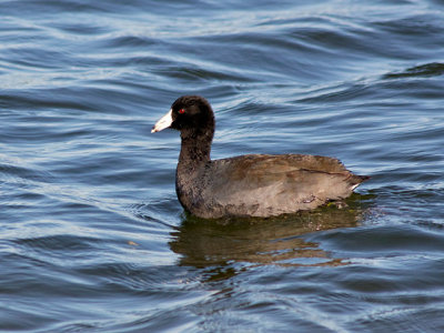 Lesser Scaup