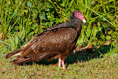 Turkey Vulture