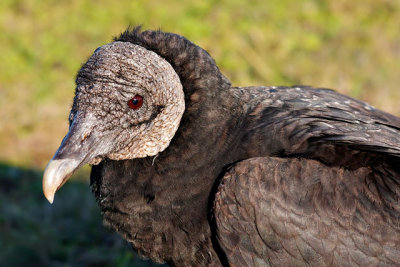 Black Vulture