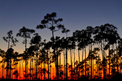 Sunset in the Everglades