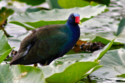Purple Gallinule