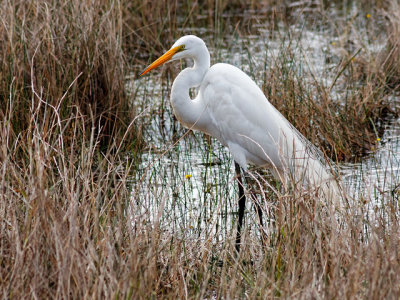 Great Egret
