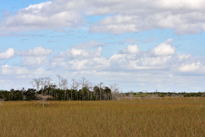 Shark Valley region of the Everglades
