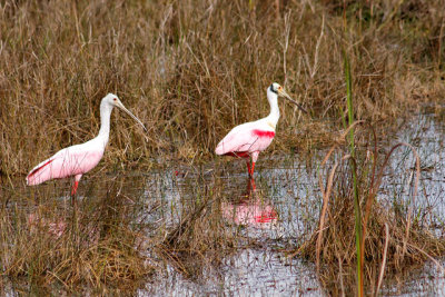 Roseate Spoonbills