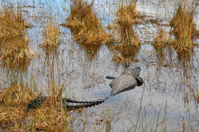 An Alligator, half submerged
