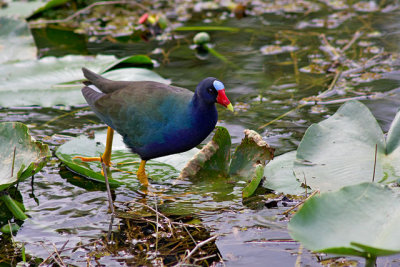 Purple Gallinule