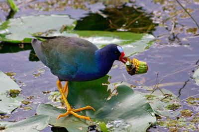 Purple Gallinule