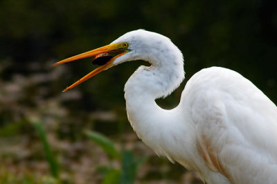 Great Egret trying to crack open a turtle