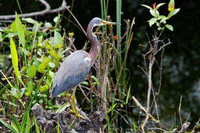 Tricolored Heron