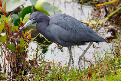 Tricolored Heron