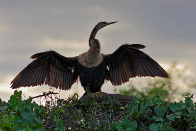 Anhinga