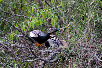 Anhingas in breeding plumage