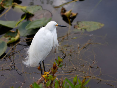 Snowy Egret