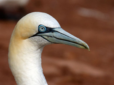 Portrait of a Northern Gannet