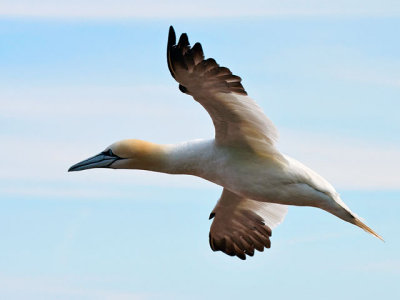 Northern Gannet, preparing to land