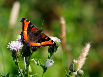 Milbert's Tortoiseshell Butterfly