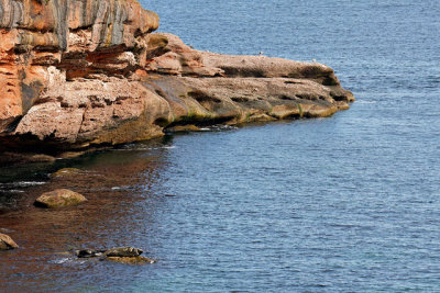 Grey seal sunning itself on a rock