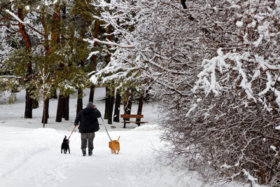 Snow day dog walk