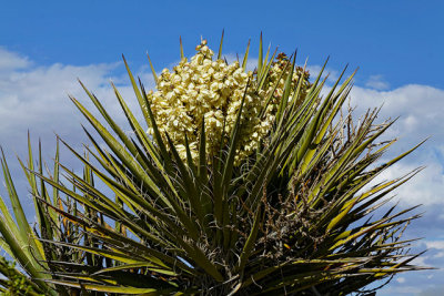 Yucca in flower