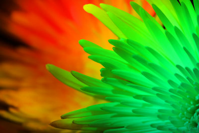 Rainbow flowers 1.jpg