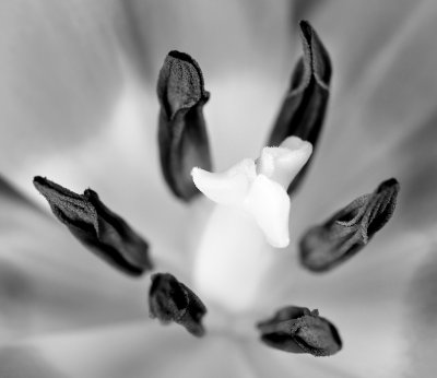 Tulip 2.jpg