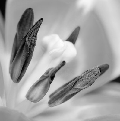 Tulip 4.jpg
